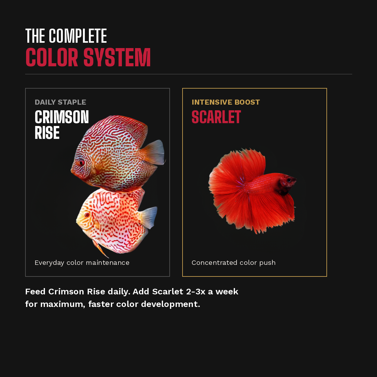 Crimson Rise daily staple paired with Scarlet color booster fish food system