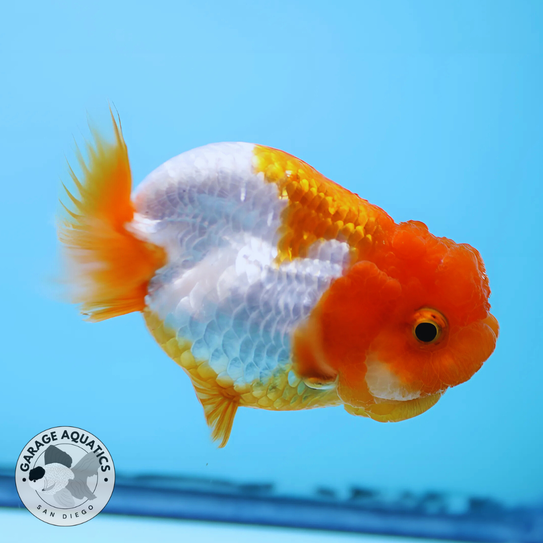 Live Premium Fancy Goldfish Thai Ranchu Red/White Dragon Head 3" Body Female (JC-49)