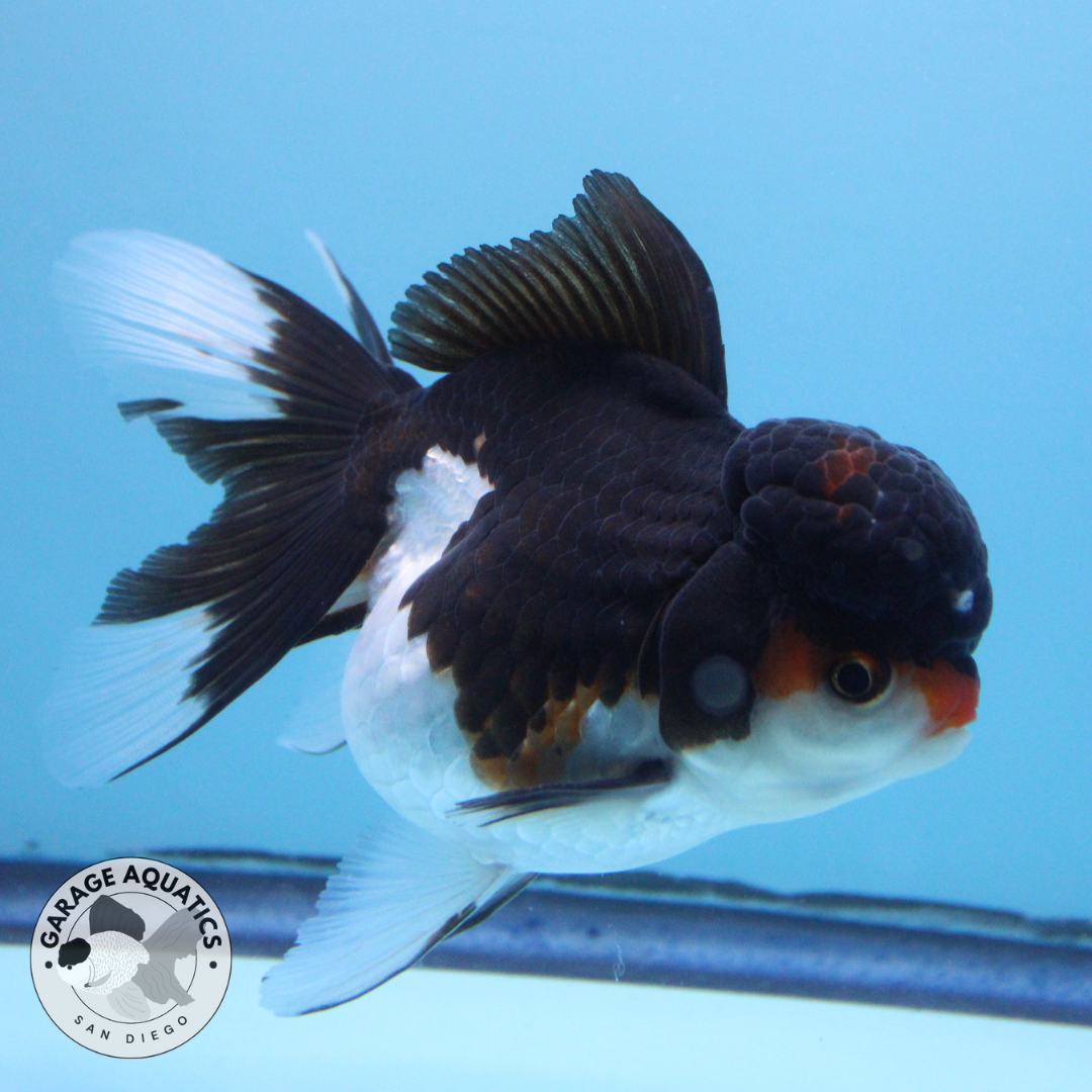Live Premium Fancy Goldfish Thai Oranda Panda Red Cap Orchid Tail Female 3.5” Body 8 Months (JC-053)