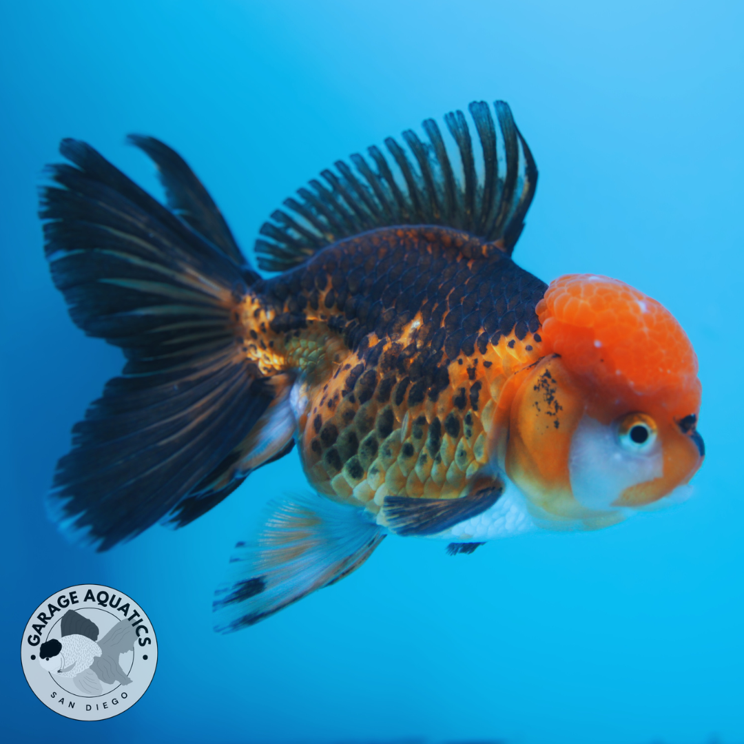 Live Premium Fancy Goldfish Thai Oranda Apache Red Cap Orchid Tail Tail Female 3.5” Body 8 Months (JC-042)