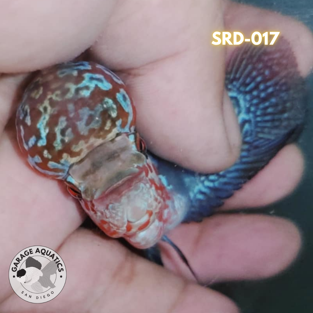 F1 Super Red Dragon Flowerhorn MALE 2" inch King Kamfa BIG KOK (SRD-017)