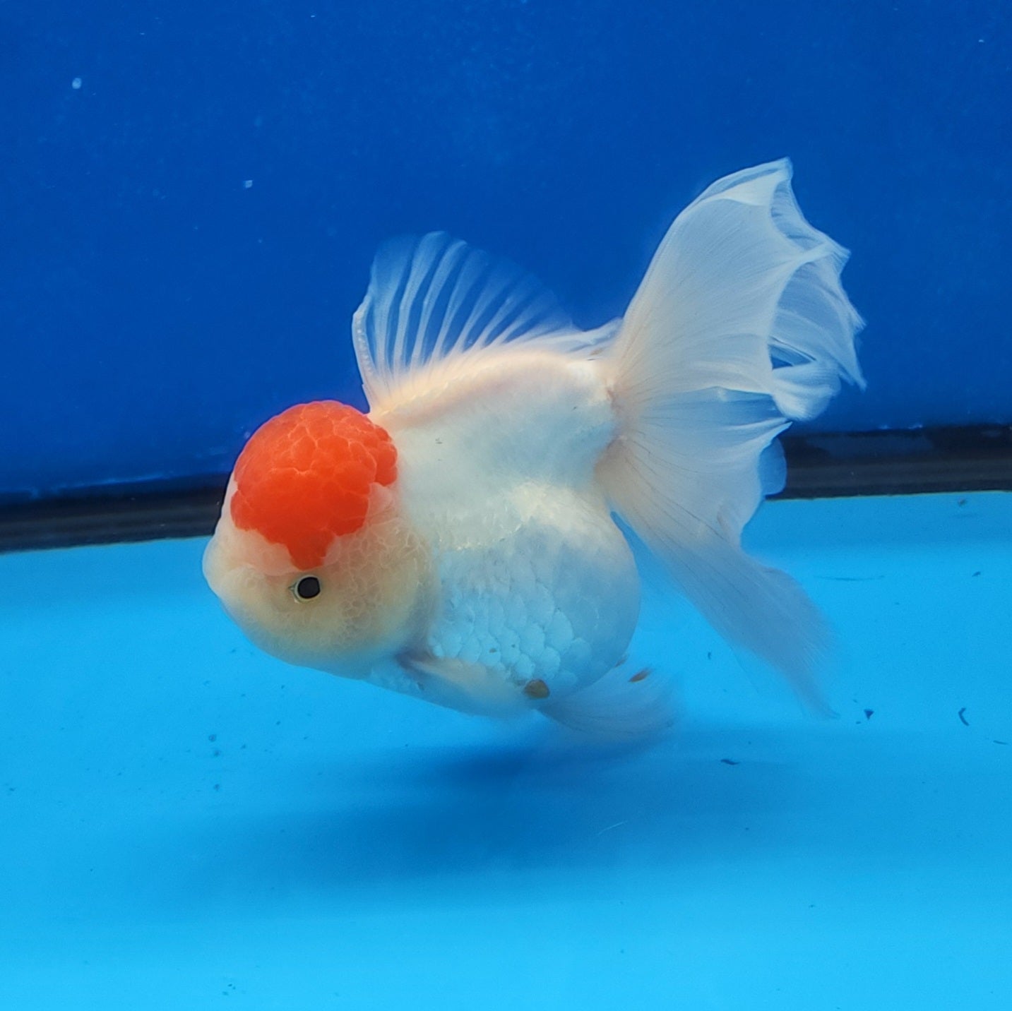 Live Fancy Goldfish Premium Thai Oranda Red Cap 2"-3.5" (Our Choice)