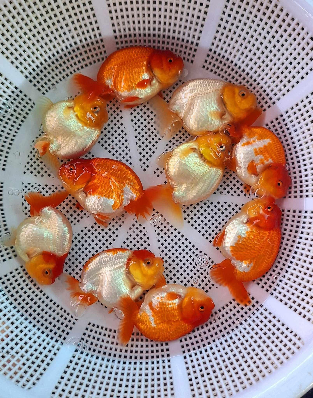 Red and White Thai Ranchu Goldfish, 3" Body 7 Months (Our Choice)