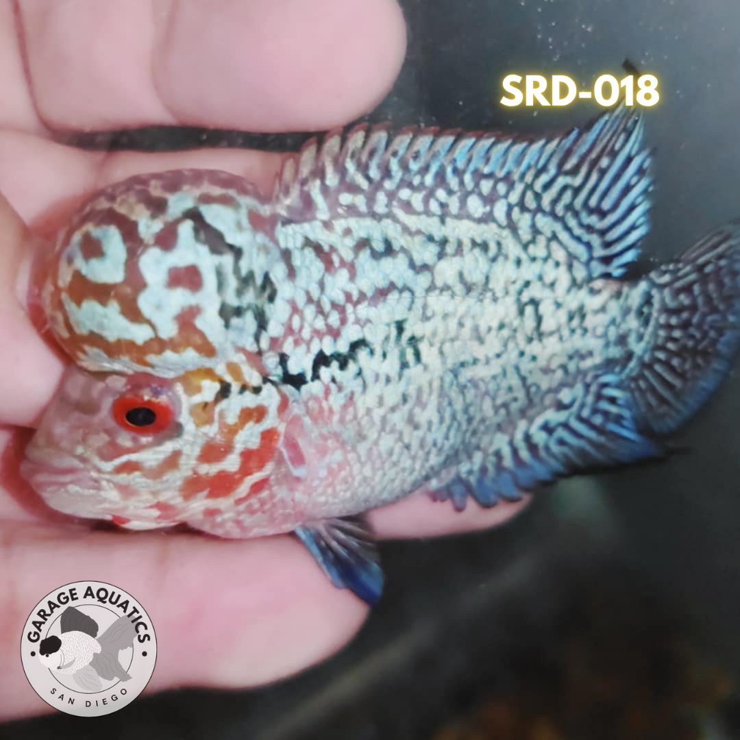 F1 Super Red Dragon Flowerhorn MALE 2" inch King Kamfa BIG KOK (SRD-018) D25-2