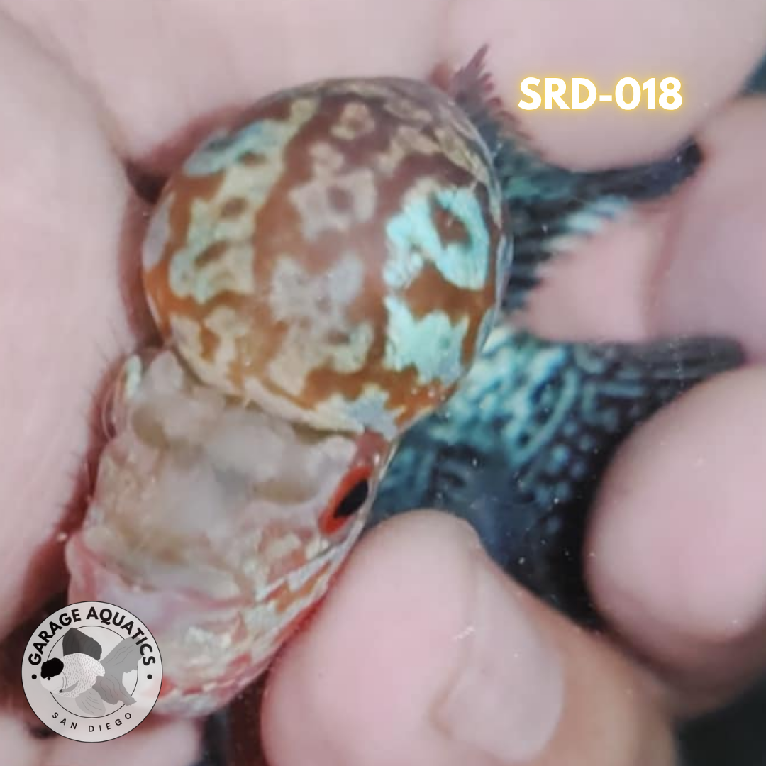 F1 Super Red Dragon Flowerhorn MALE 2" inch King Kamfa BIG KOK (SRD-018) D25-2