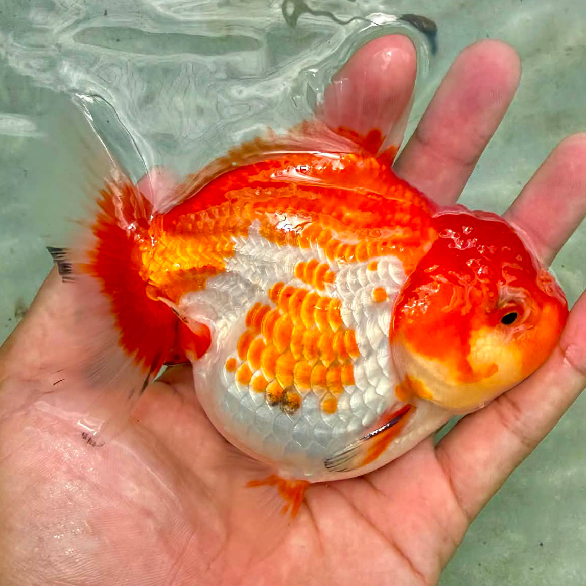 Thai Jumbo Red White Oranda Orchid Tail 4.50 inch Body (NPC-101)