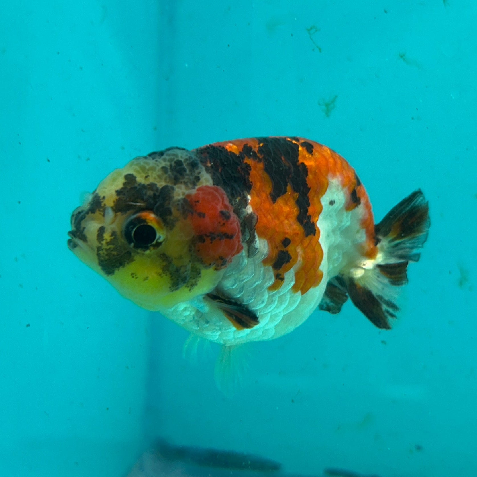 Live Premium Fancy Goldfish Thai Short Tail Lionchu Red Tiger Calico 3" Male Body (DON-007)