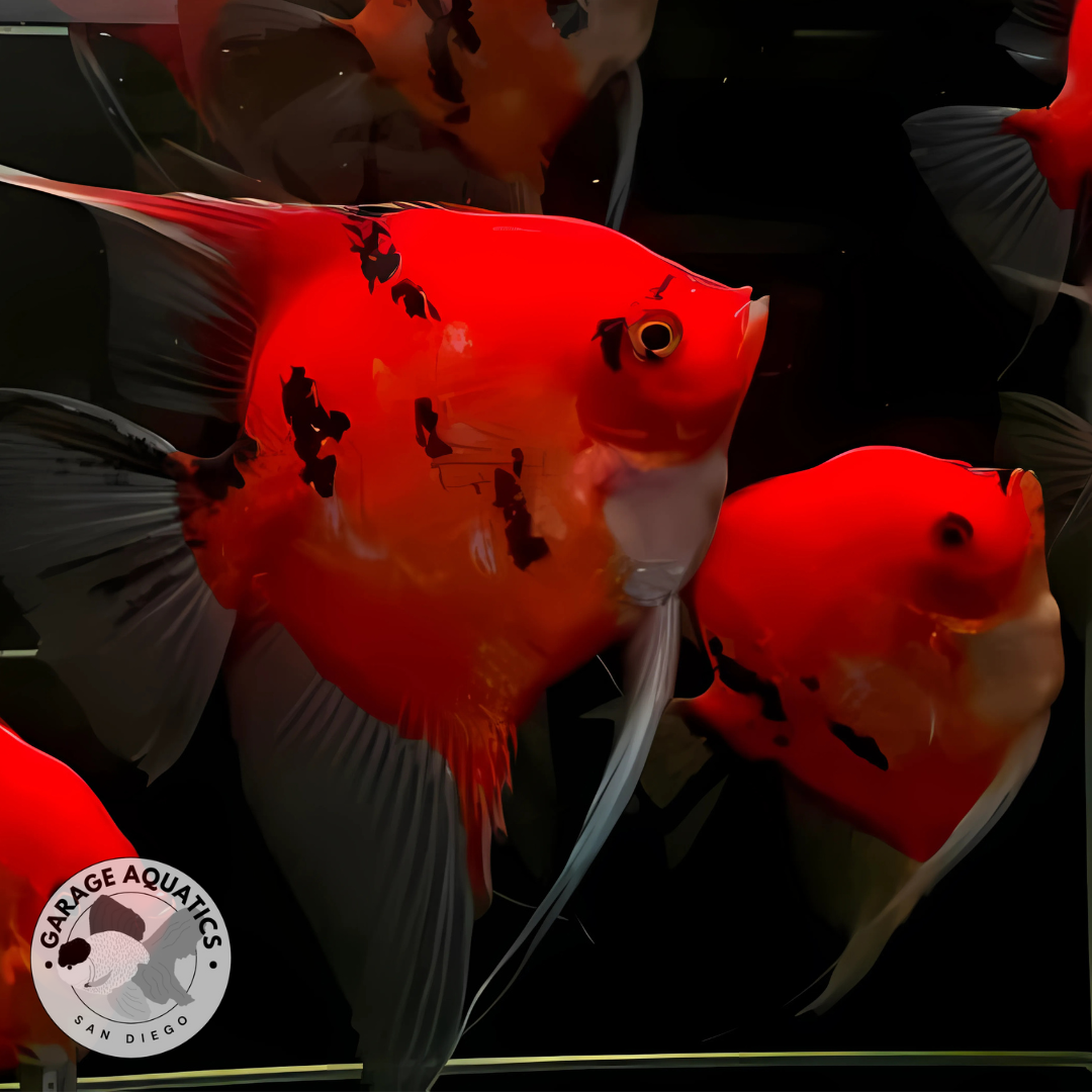 Live Fancy Fish – Red Devil (SUPER RED) Angel Fish VIP Grade, Rare Line-Bred Pterophyllum Scalare – (Our Choice)
