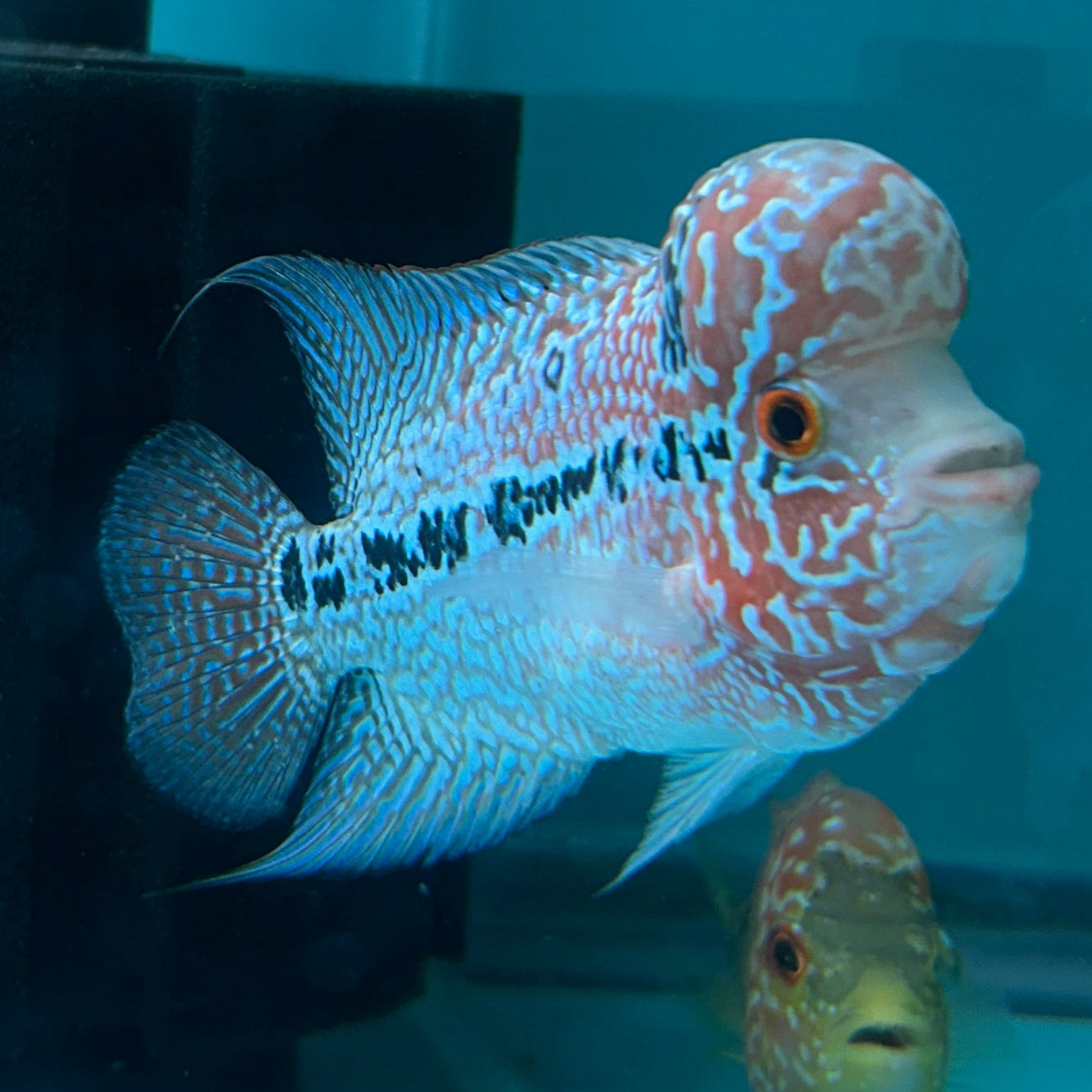 Super Red Dragon Flowerhorn MALE 4" inch King Kamfa BIG KOK (SRD05) D25-03