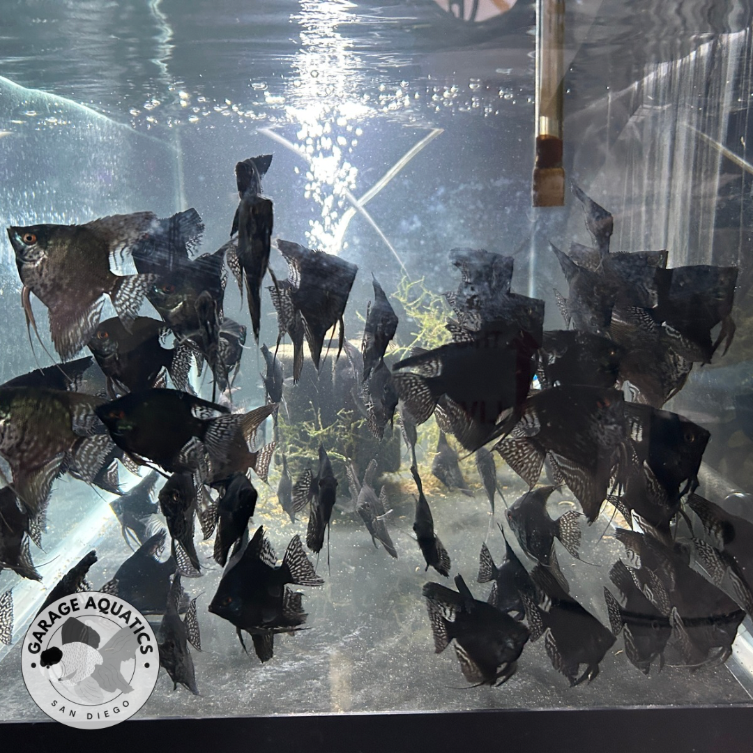 Live Fancy Fish β Pinoy Ghost Angelfish VIP Grade β Rare Line-Bred Pterophyllum Scalare (Our Choice)