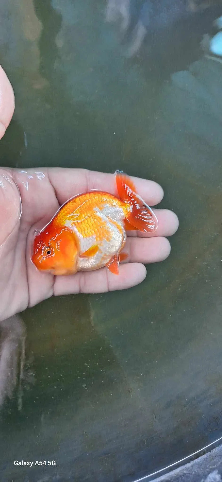 Red and White Thai Ranchu Goldfish, 3" Body 7 Months (Our Choice)