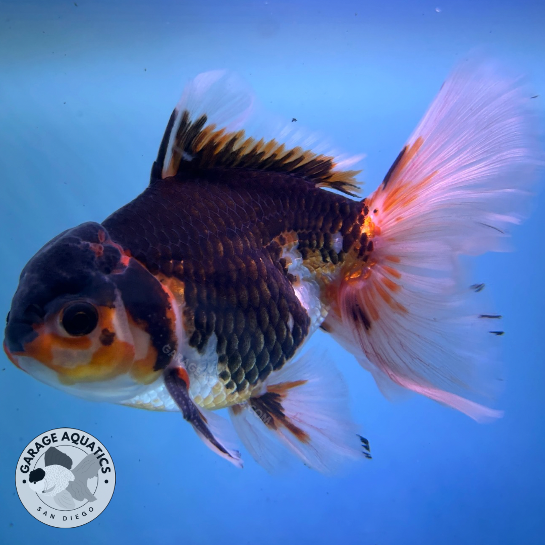 Live Premium Fancy Goldfish Thai Oranda Tri-Color Giant Breed Peacock Orchid Tail Male 4” Body 8 Months (JC-080)