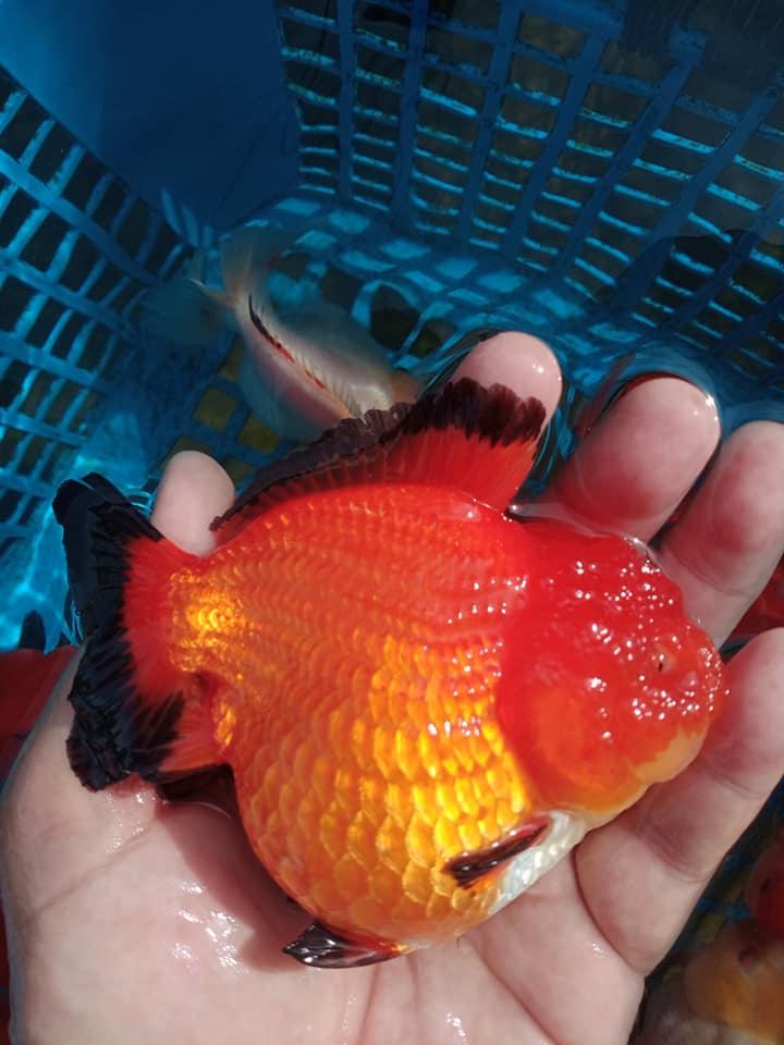 Apache Short Tail Thai Oranda Goldfish, 3"-4" Body (Our Choice)