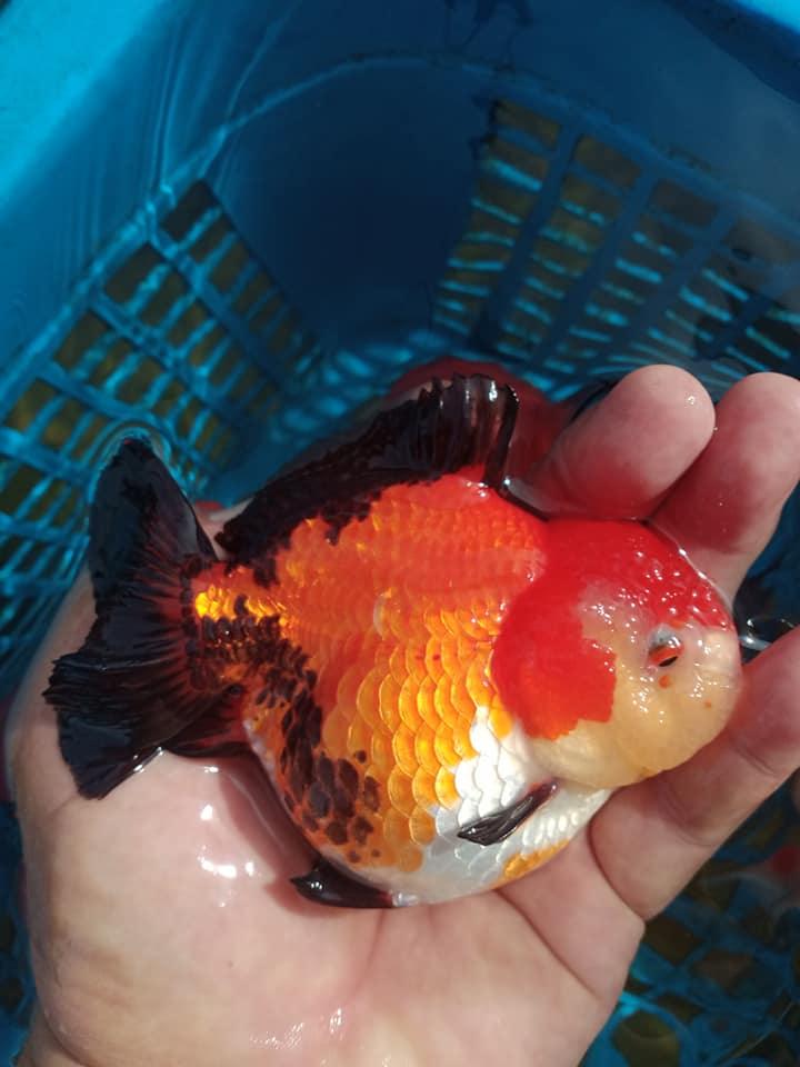 Apache Short Tail Thai Oranda Goldfish, 3"-4" Body (Our Choice)