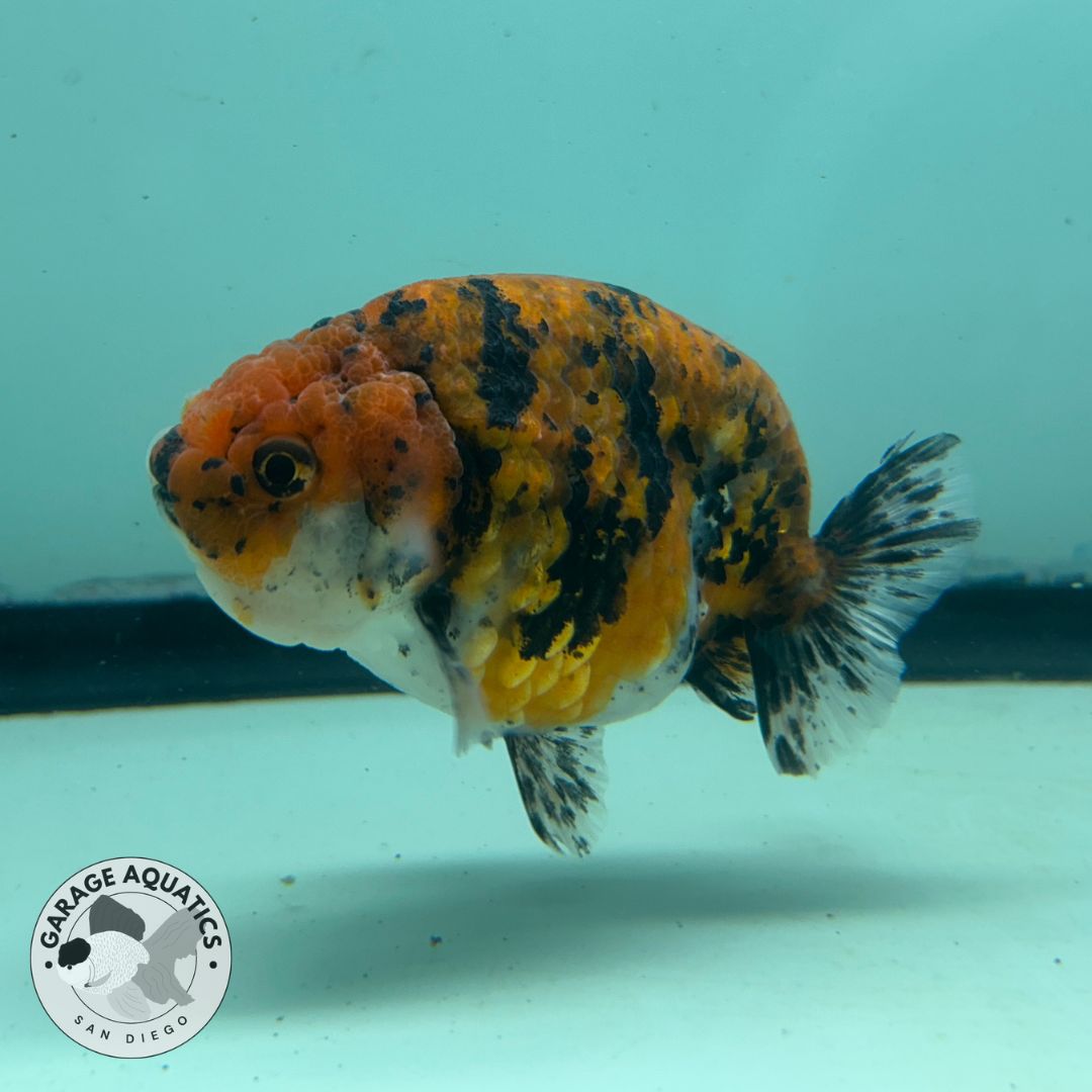 Live Fancy Goldfish Thai Ranchu Tiger Calico 3.5β Body Male 8 Months (JC-033)