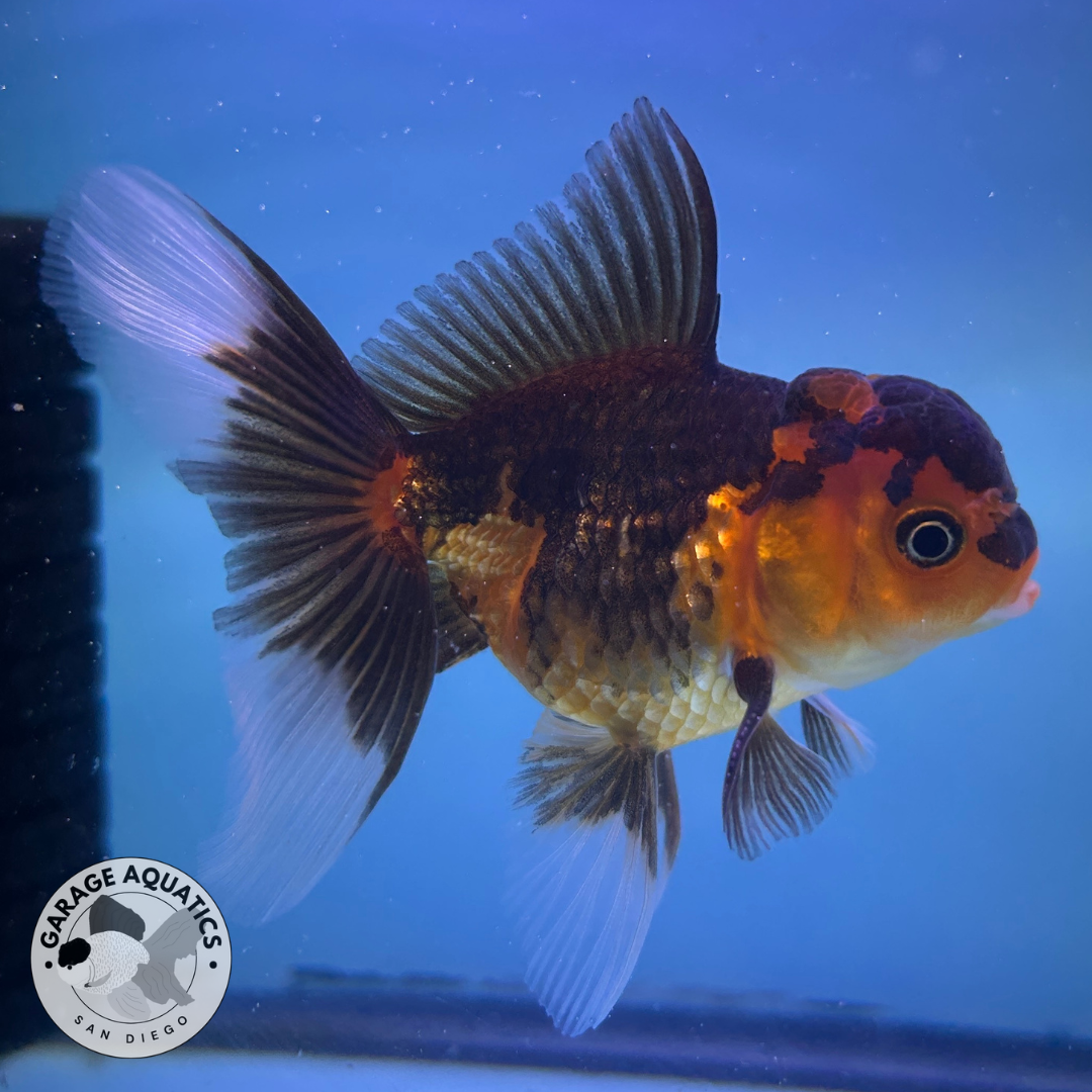 Live Premium Fancy Goldfish Thai Oranda Tri-Color 2” body (JC-095) R1C02