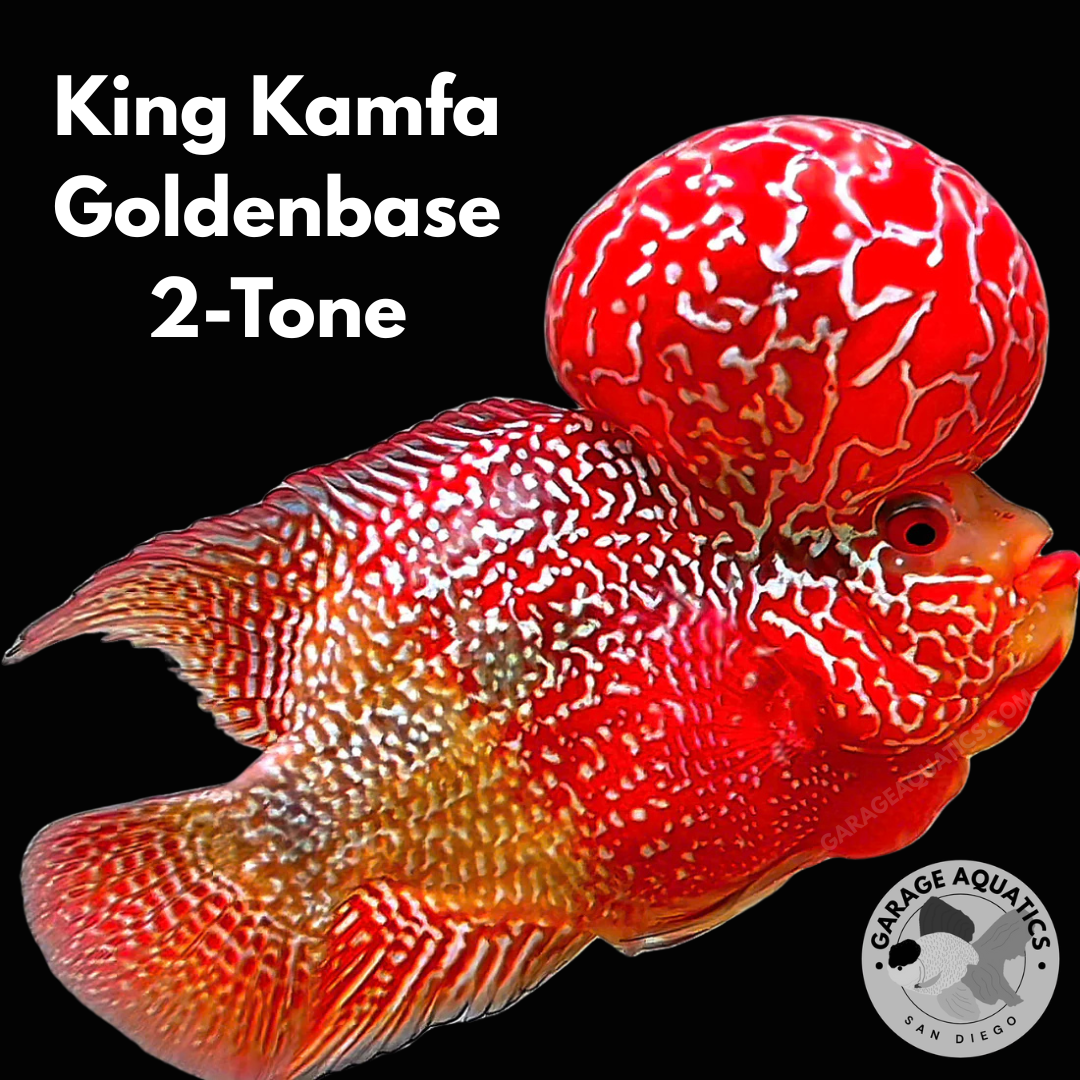 Live Freshwater Fish King Kamfa 2-Tone Goldenbase Flowerhorn Cichlid (VIP/High Grade) (Our Choice)