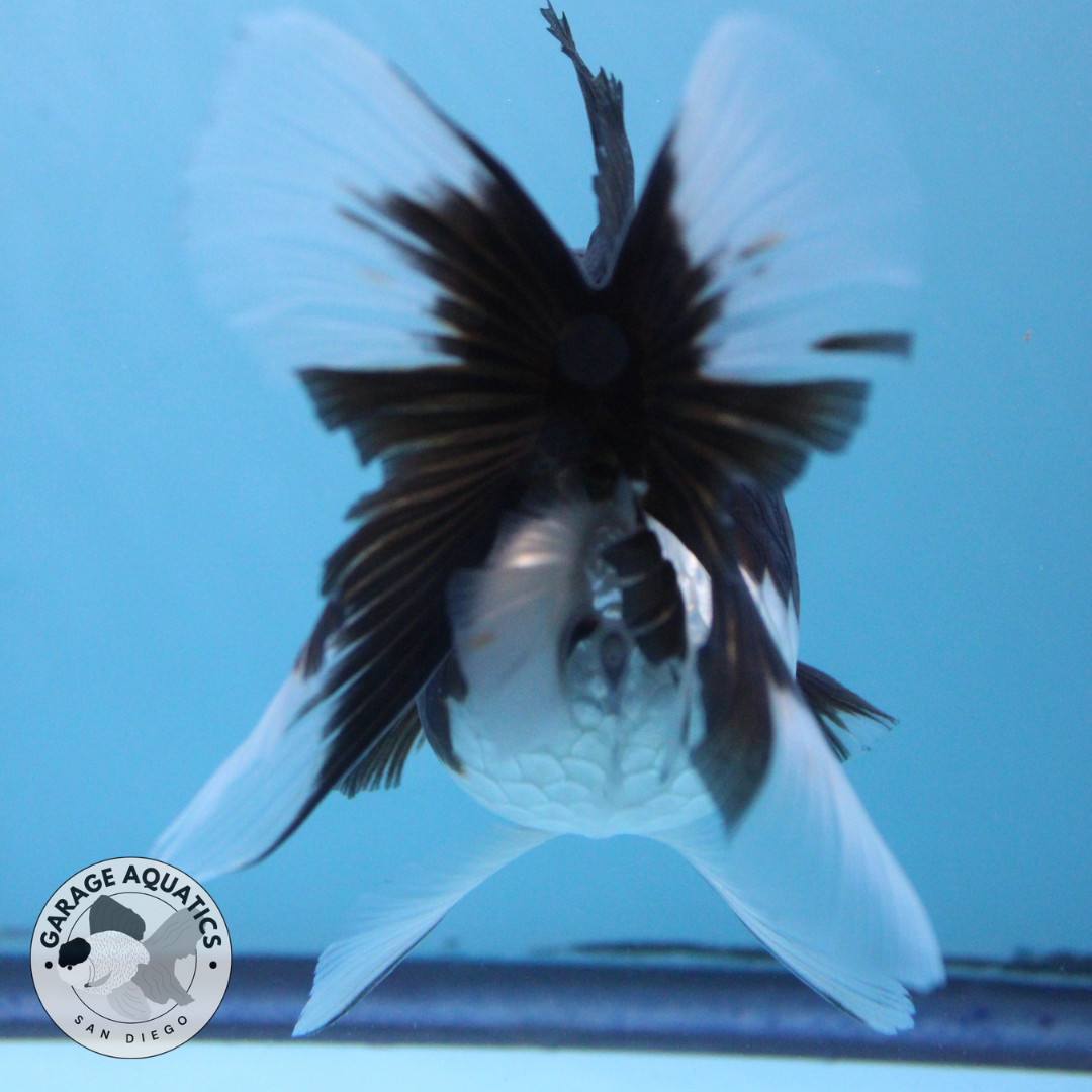 Live Premium Fancy Goldfish Thai Oranda Panda Red Cap Orchid Tail Female 3.5” Body 8 Months (JC-053)