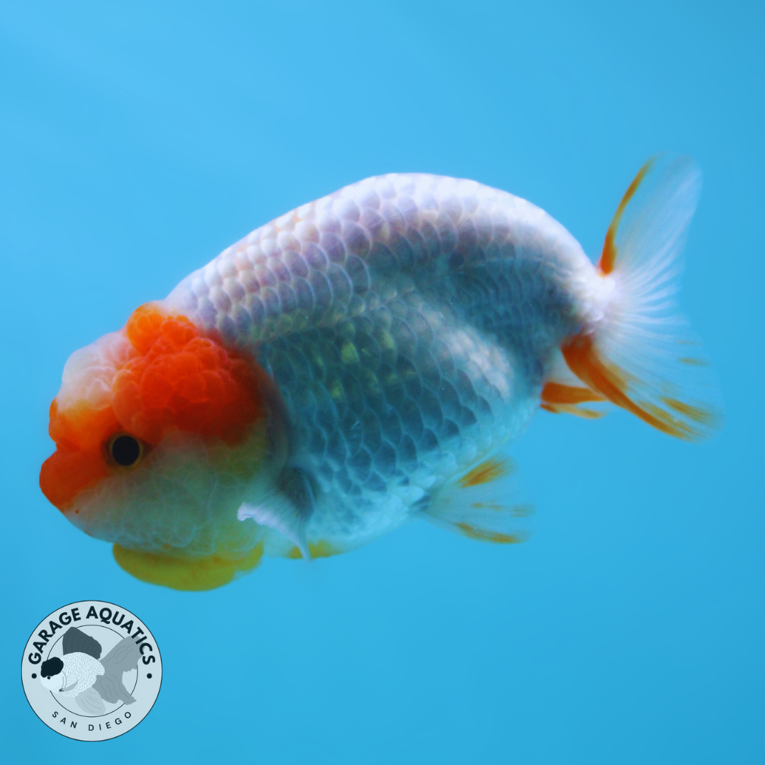 Live Premium Fancy Goldfish Thai Ranchu Red/White Dragon Head Fluffy Wen 3" Body Female (JC-51)