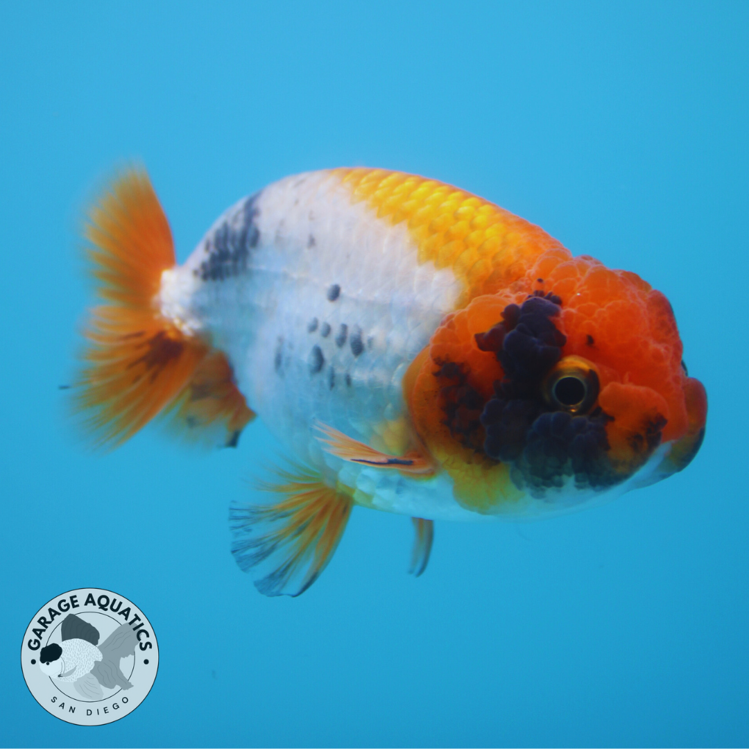 Live Premium Fancy Goldfish Thai Ranchu Red, White, & Black Female 3.5" Body 8 Months (JC-048)