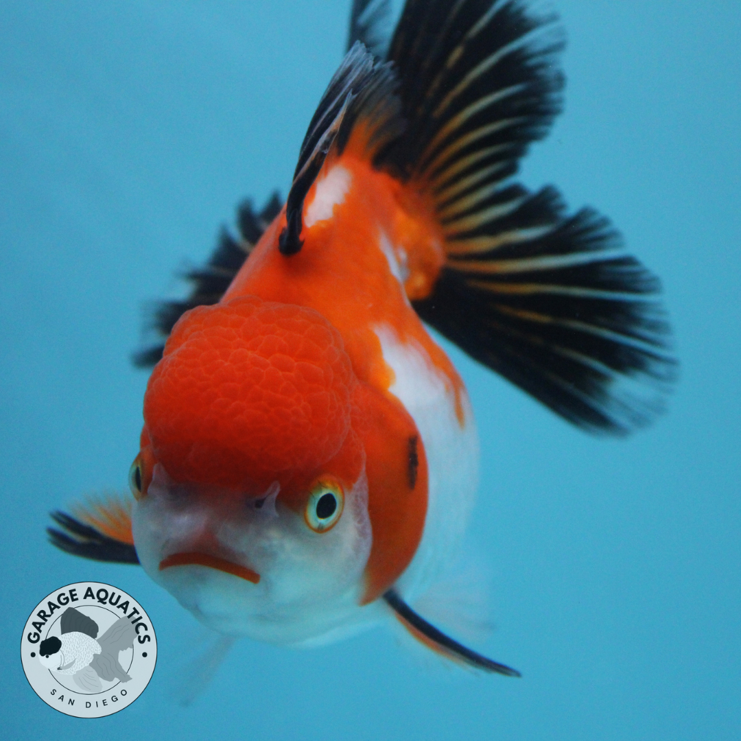 Live Premium Fancy Goldfish Thai Oranda Red & White Body Tri Color Orchid Tail Female 3.5β Body 8 Months (JC-046)