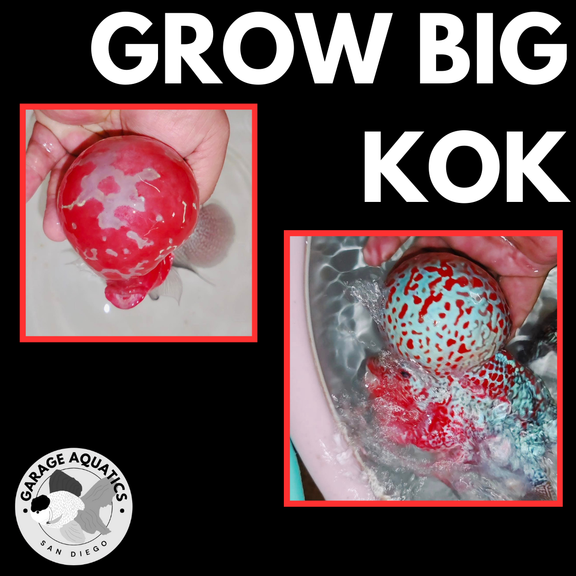Flowerhorn Pellets – High-Protein & Color-Enhancing Fish Food