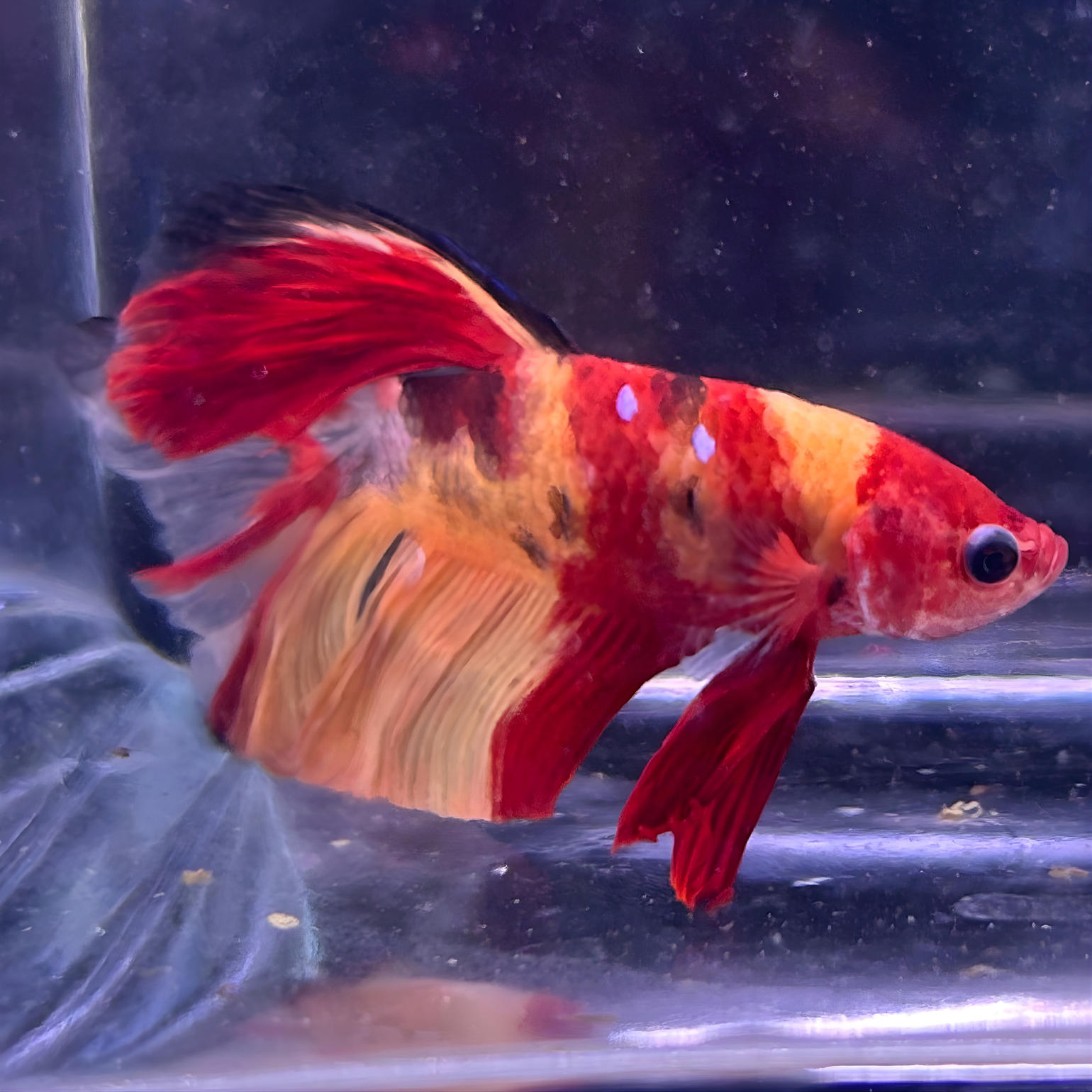 Koi Nemo Halfmoon Male Betta Fish (You pick) JAR#1 GBM-101
