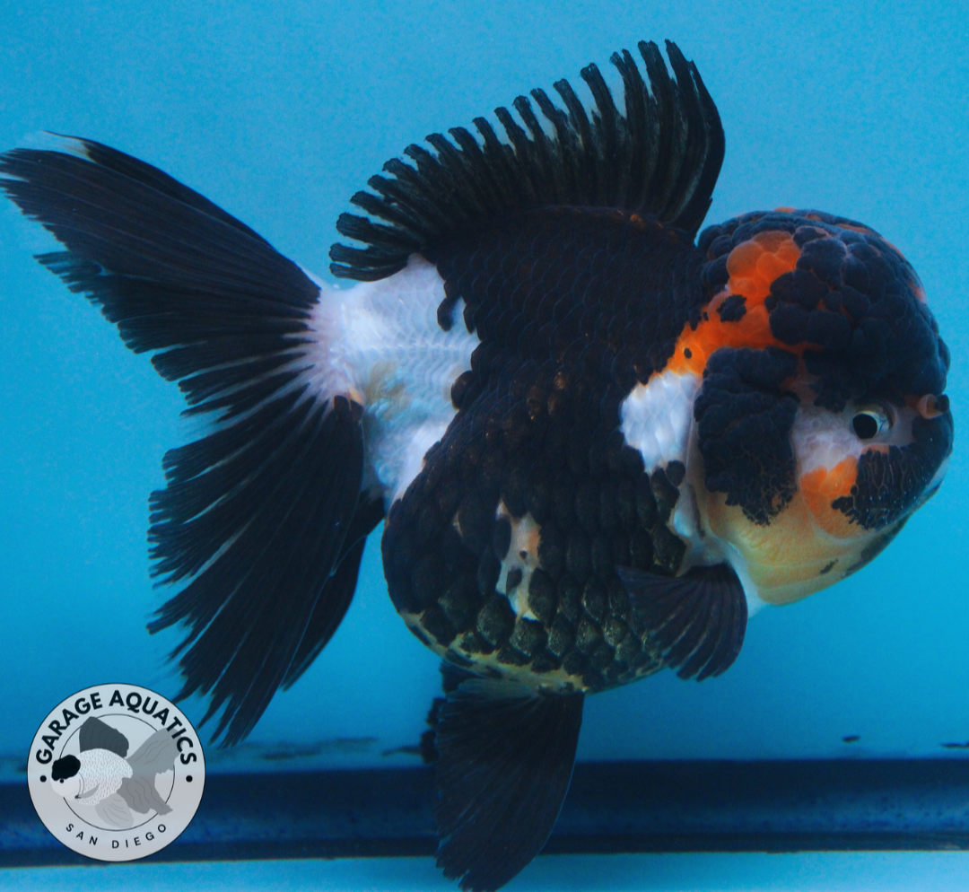 Live Premium Fancy Goldfish Thai Oranda Tri Color Red Cap Orchid Tail Female 3.5β Body 8 Months (JC-043)