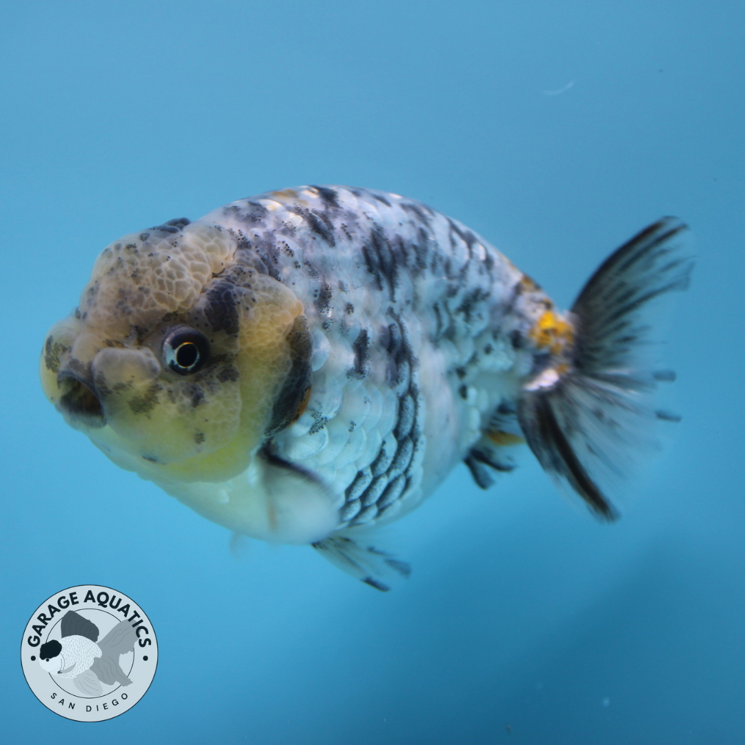 Live Premium Fancy Goldfish Thai Ranchu White Tiger Male 3.5” body 8 Months