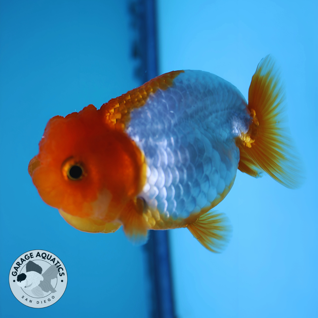 Live Premium Fancy Goldfish Thai Ranchu Red/White Dragon Head 3" Body Female (JC-49)