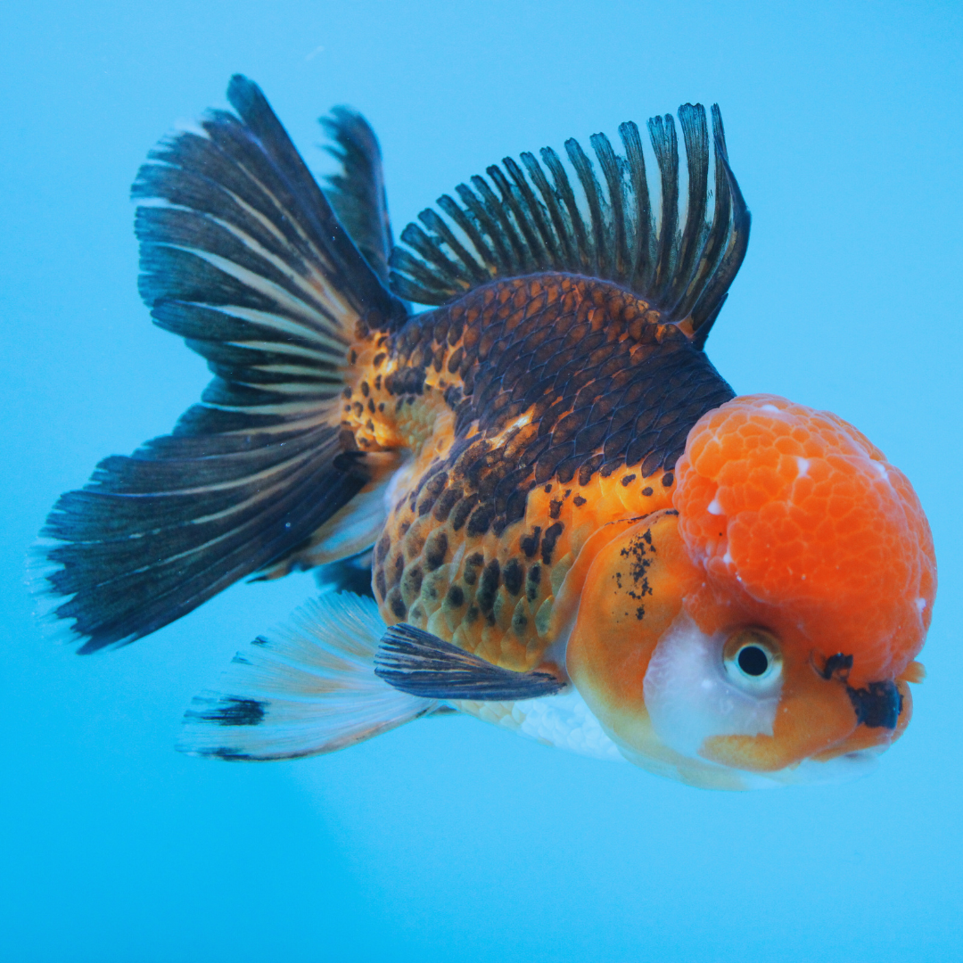 Live Premium Fancy Goldfish Thai Oranda Apache Red Cap Orchid Tail Tail Female 3.5” Body 8 Months (JC-042)