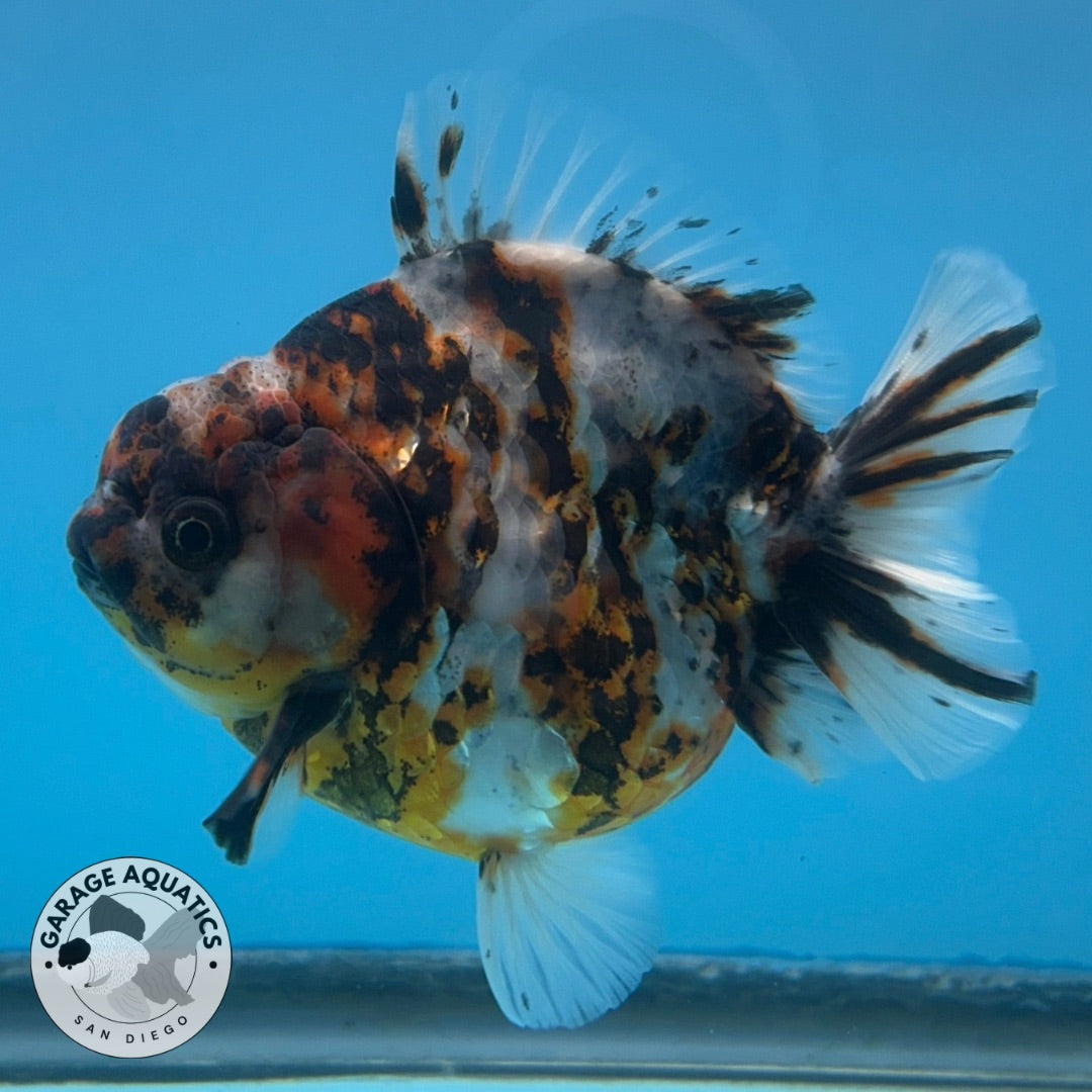 NK Thailand Thai Oranda Short Tail Tiger Calico 4” Body Female (JC-029) R1C4 (FREE 2 DAY SHIPPING)