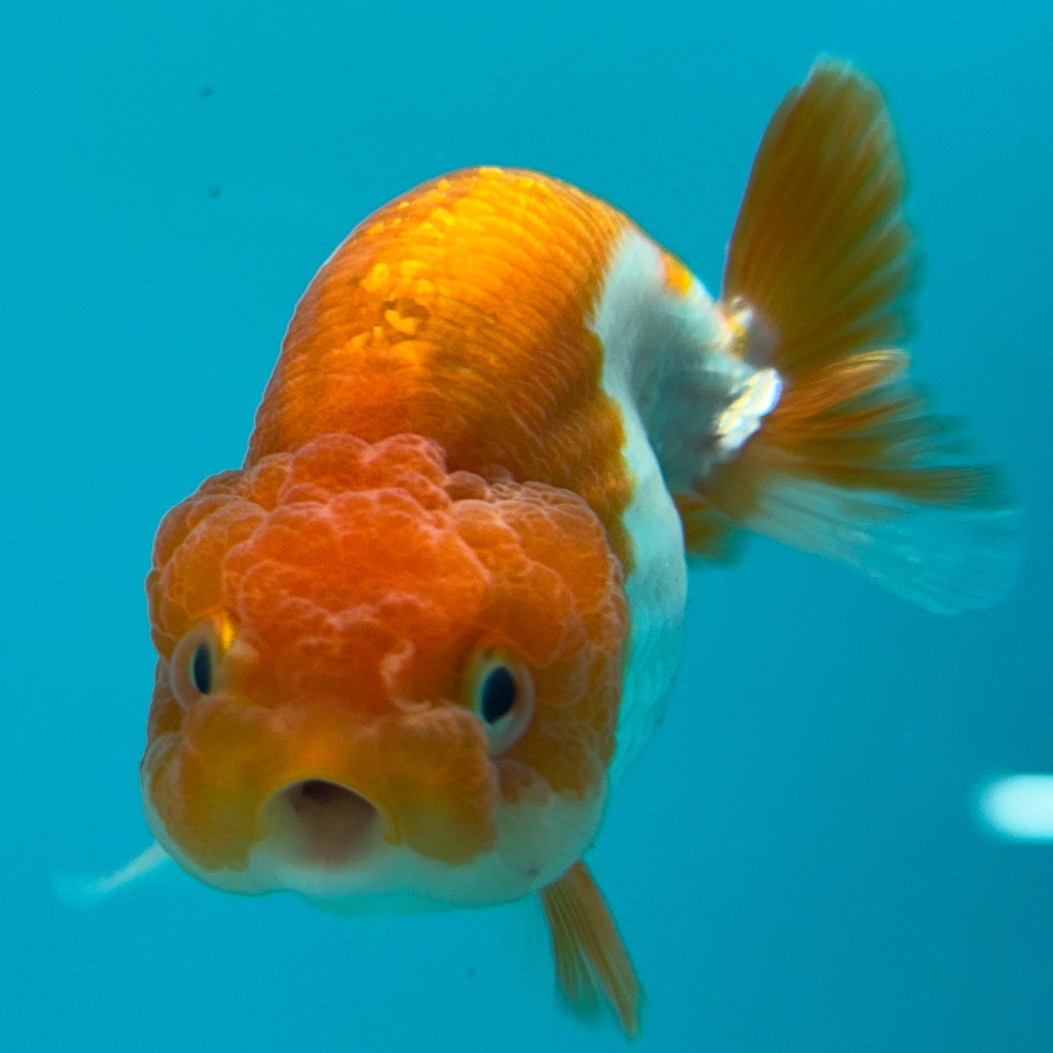Live Premium Fancy Goldfish Thai Lionchu Red & White 3" Male Body (DON-001)