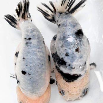 Milk Cow Pattern Thai Ranchu Goldfish, 2"-3.5" Body (Our Choice)