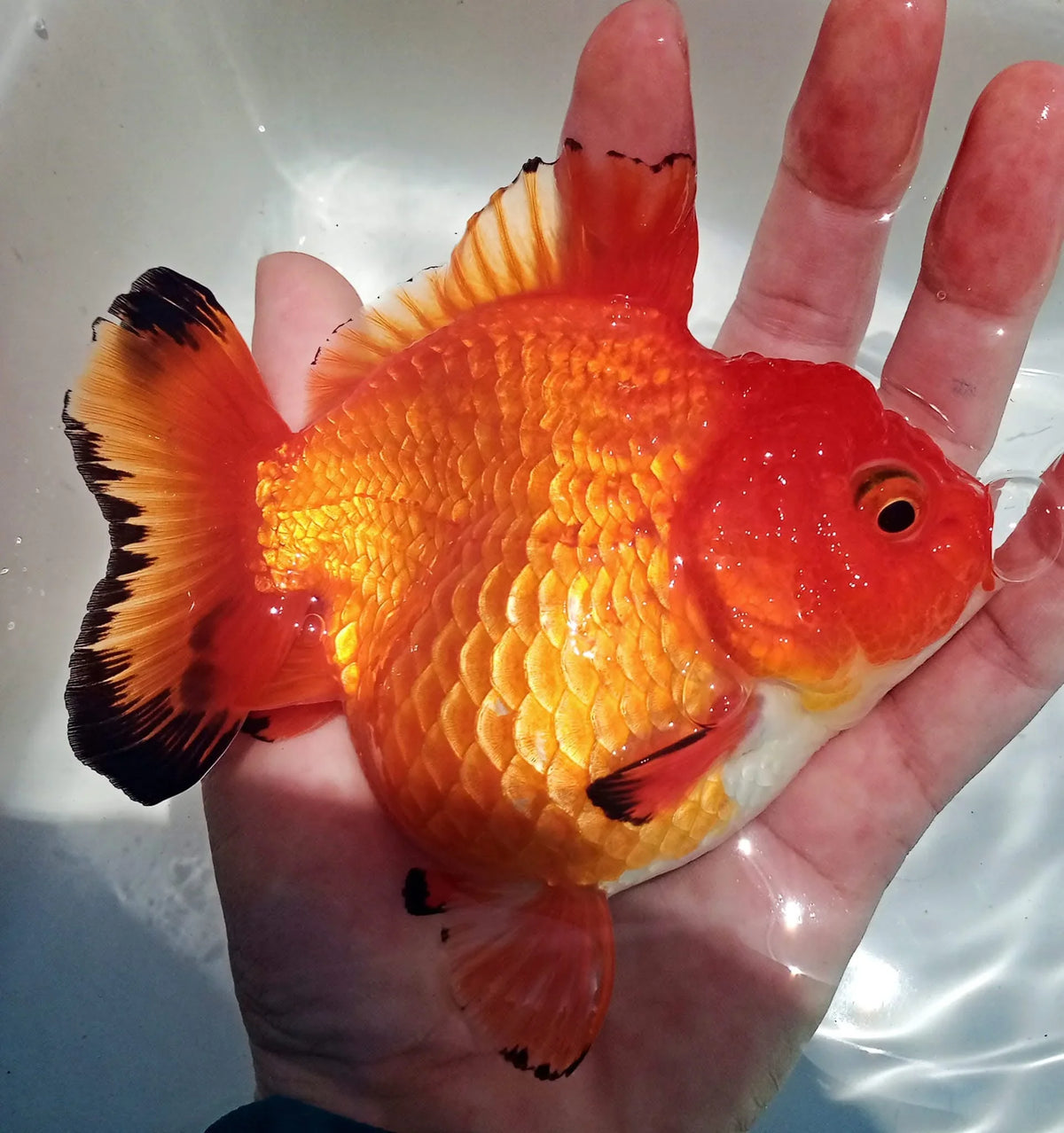 Apache Short Tail Thai Oranda Goldfish, 3"-4" Body (Our Choice)