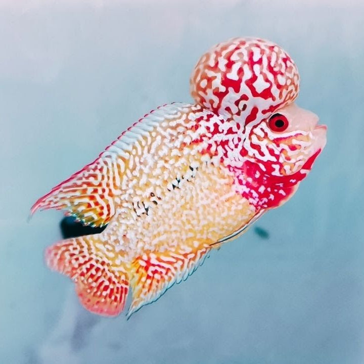 Golden Base Flowerhorn PREMIUM (Our Choice)