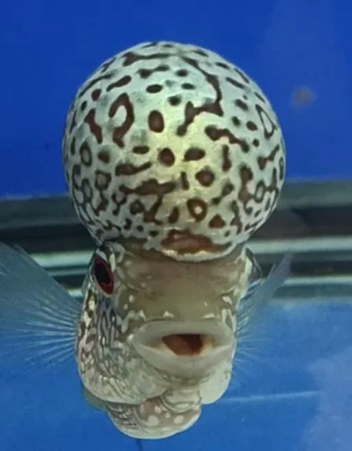 KML Flowerhorn 4"-5" inch PREMIUM (KAMOL) - (Our Choice)