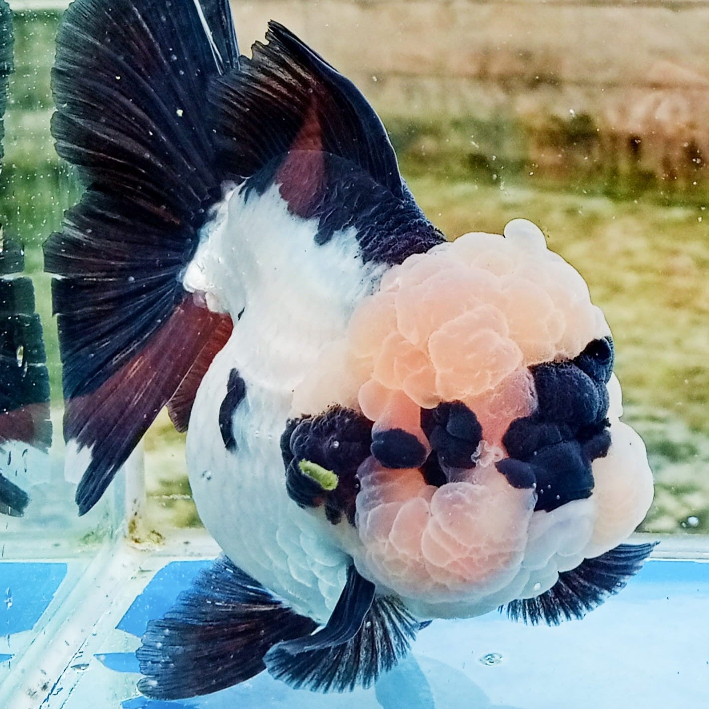 Live Premium Fancy Goldfish Thai Oranda 2"-4" Body Panda (Our Choice)