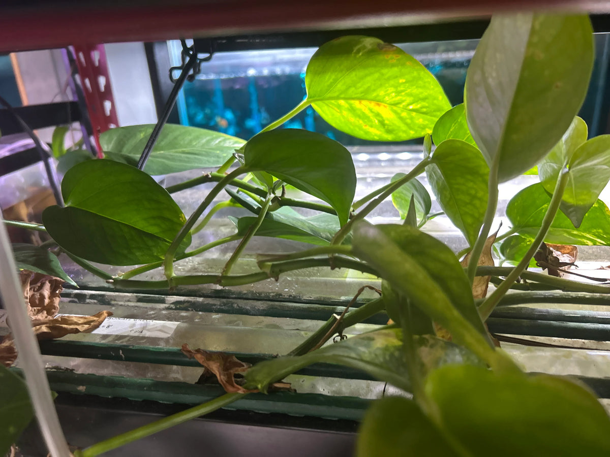 Live Pothos Natural Nitrate Absorber & Algae Control Plant