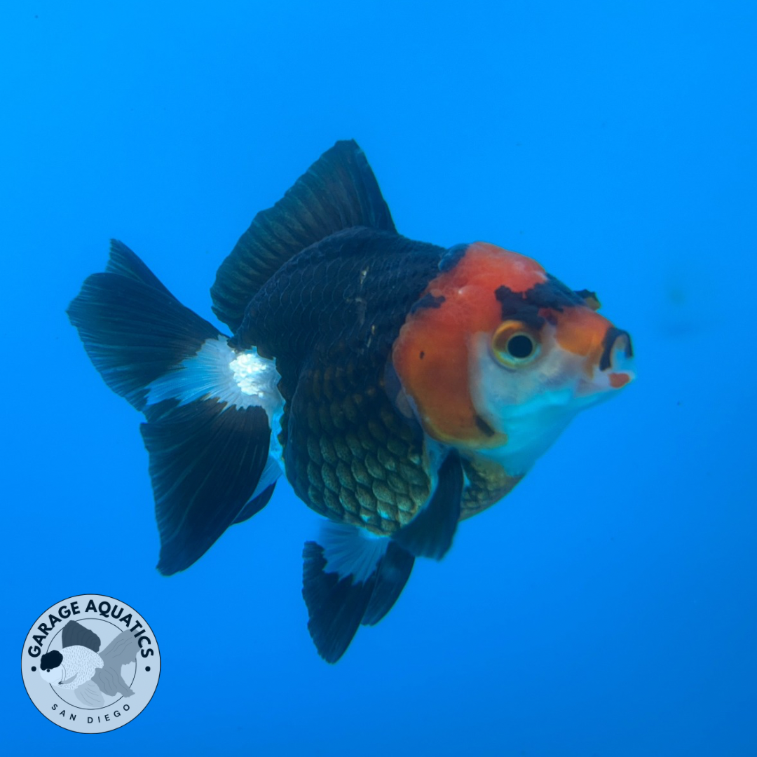 Thai Oranda Tri-Color Red Cap Yuan Bao Short Tail Female 3β Body 7 Months (JC-035)