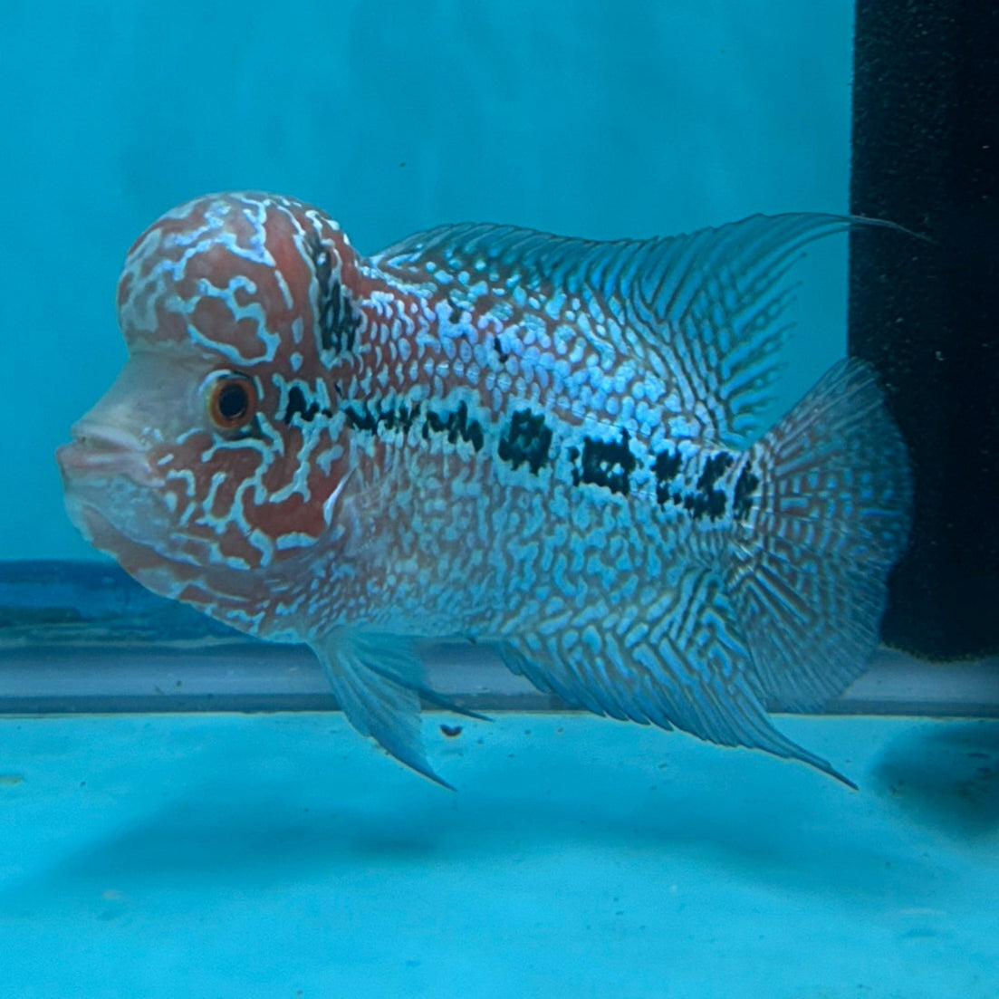 Super Red Dragon Flowerhorn MALE 4" inch King Kamfa BIG KOK (SRD05) D25-03