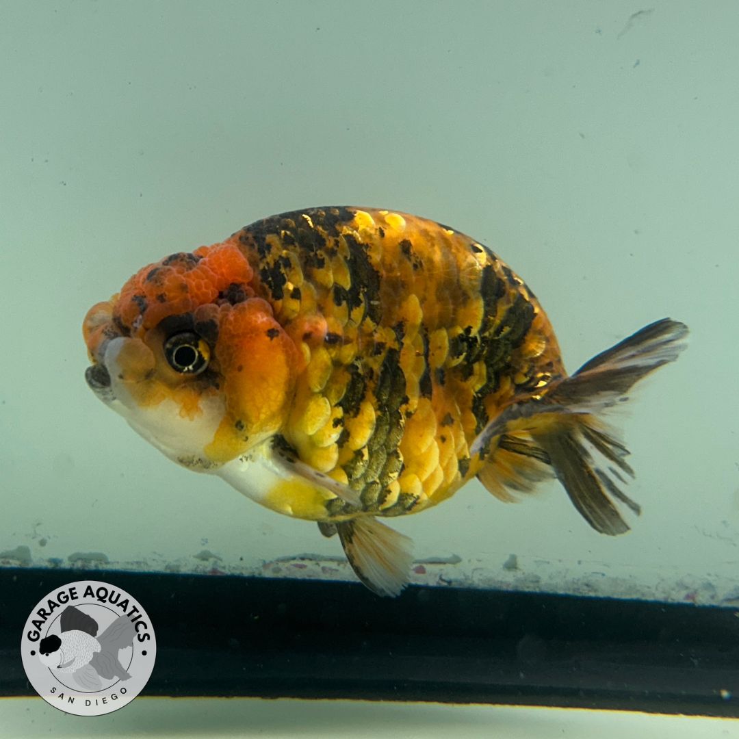 Live Fancy Goldfish Thai Ranchu Tiger Calico 3β Body Male 6 Months (JC-034)