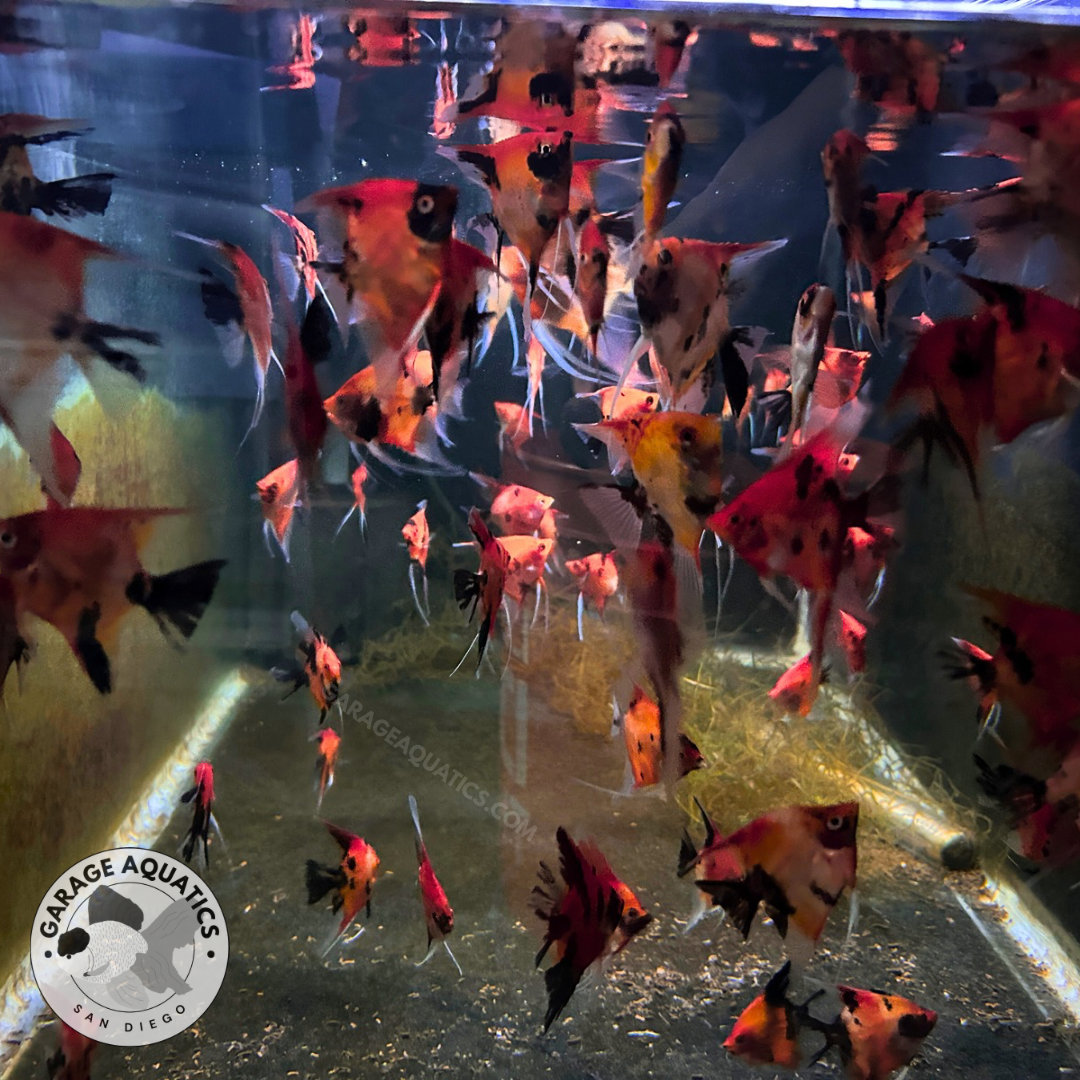 Live Fancy Fish – Red Devil (SUPER RED) Angel Fish VIP Grade, Rare Line-Bred Pterophyllum Scalare – Direct From Farm