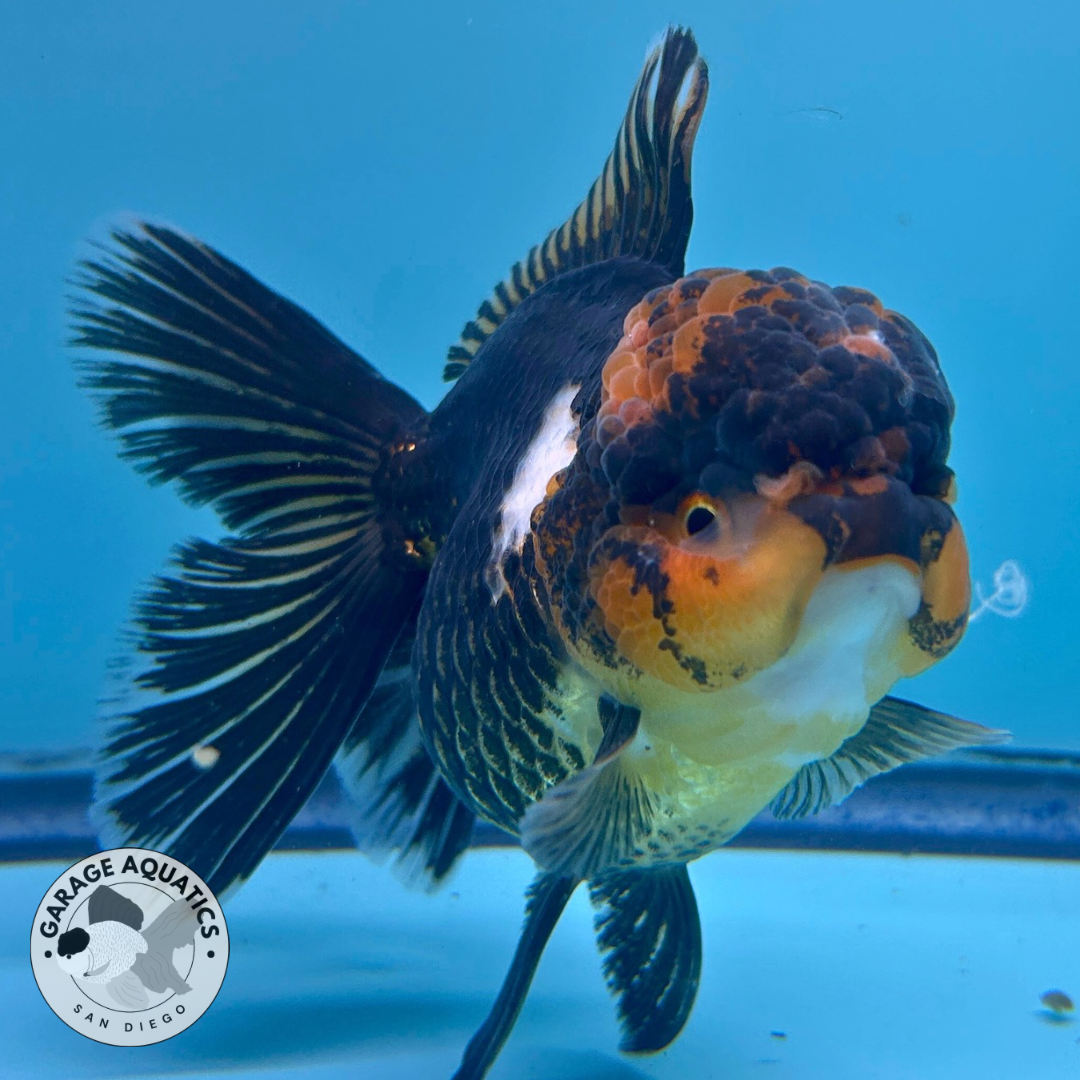 Live Premium Fancy Goldfish Thai Oranda Black & Red Undertone Large Wen Orchid Tail Female 3.5” Body 8 Months (JC-068)