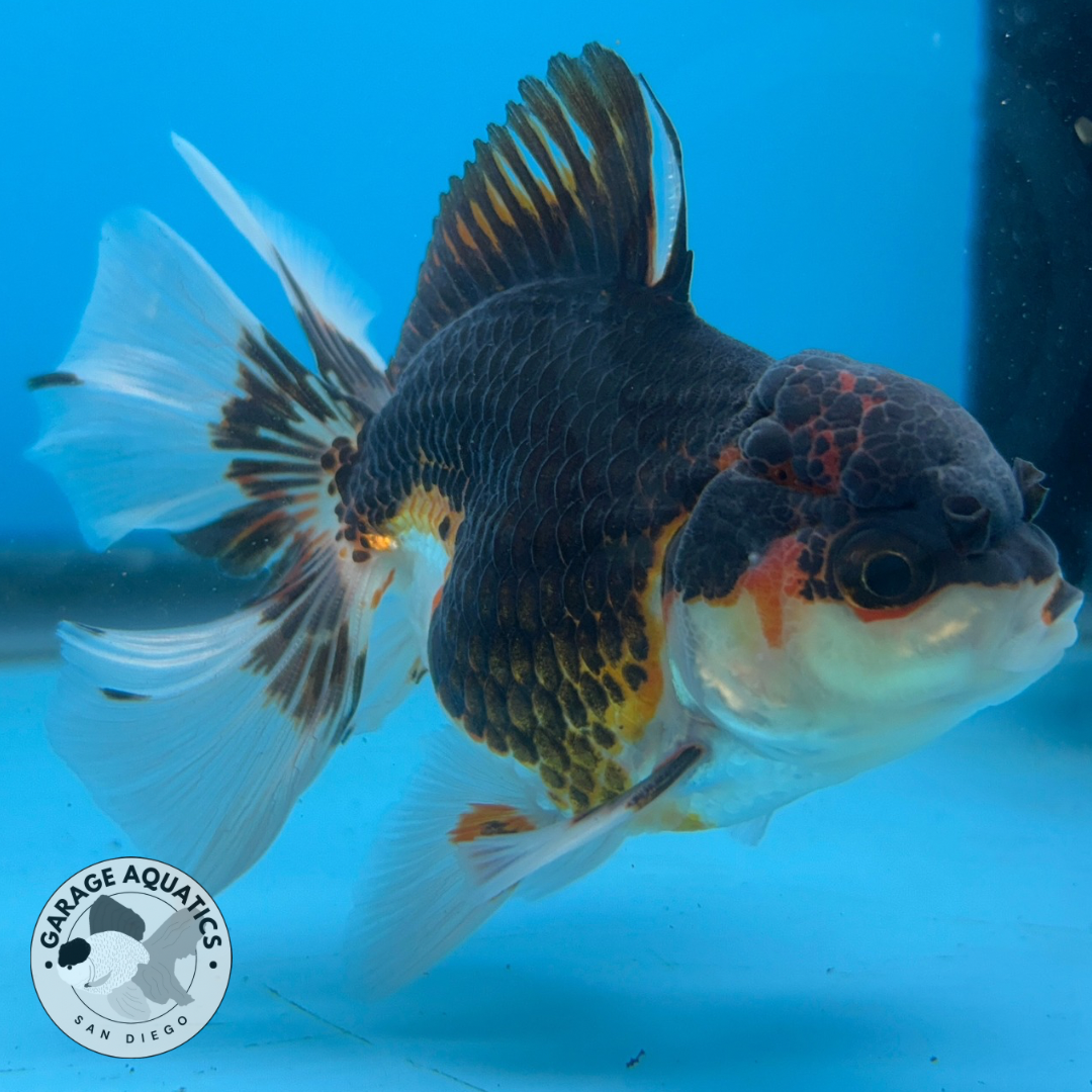 Thai Oranda Tri-Color Yuan Bao Orchid Tail Male 3β Body 7 Months (JC-038)
