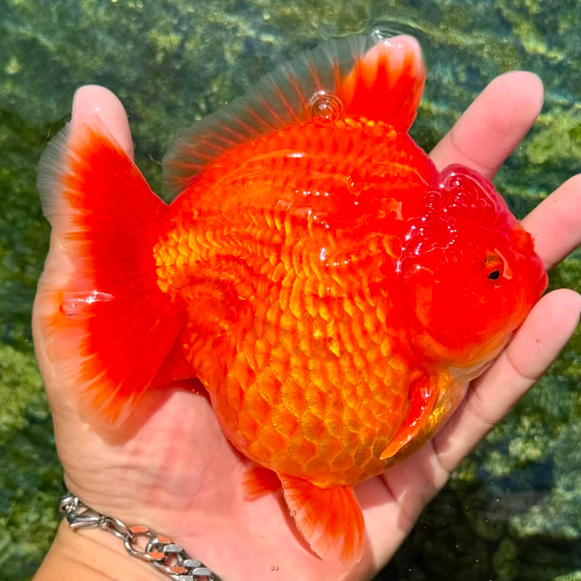 Thai Jumbo Solid Red Oranda Orchid Tail 5.00 inch Body (NPC-104)