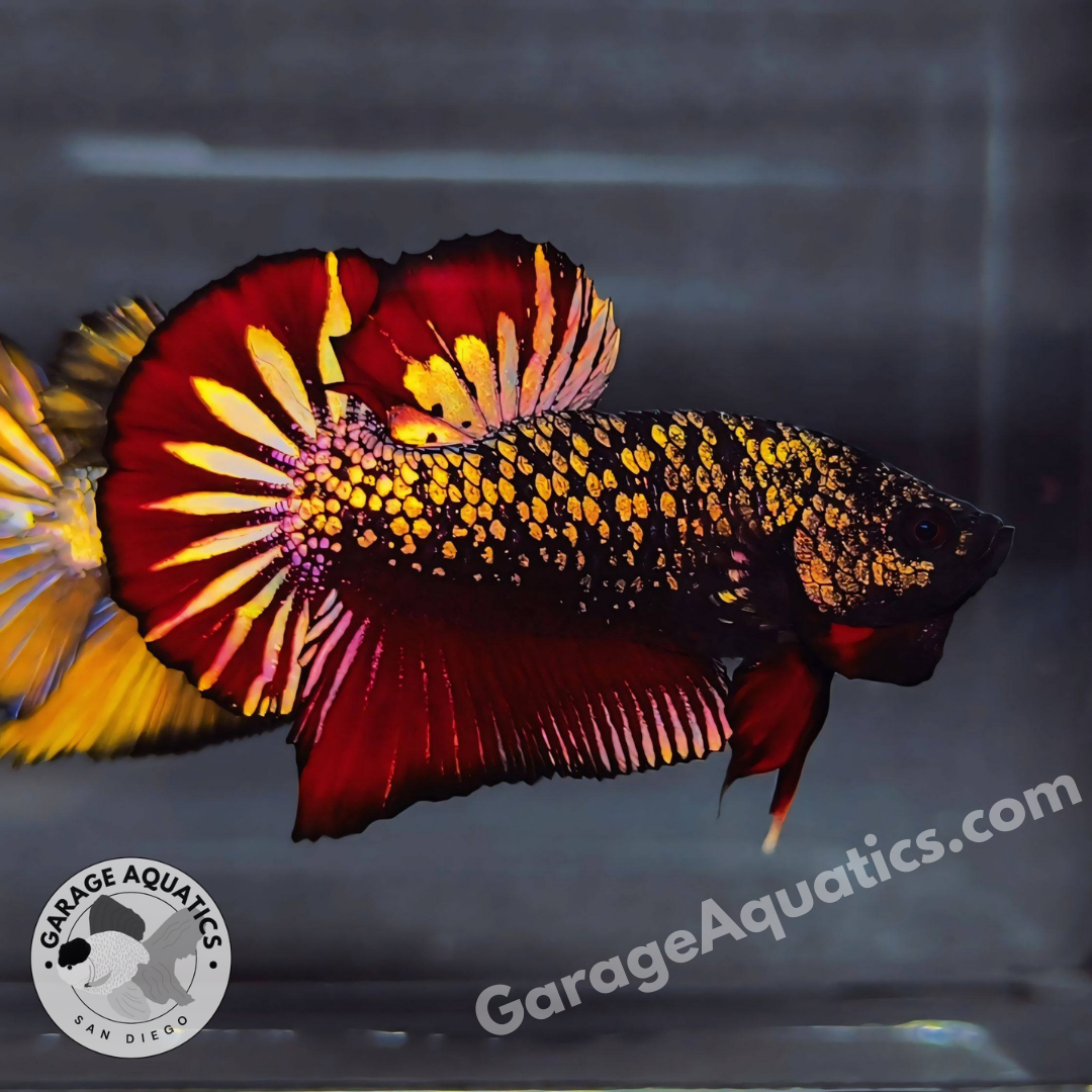 Live Male Betta Black Panther Show Grade