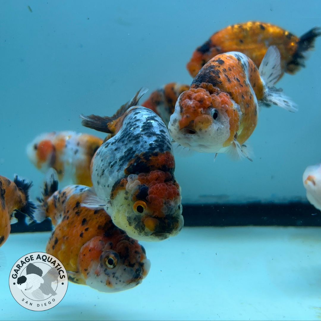 Live Fancy Goldfish Premium Thai Ranchu Tiger Calico 2.5"-3.5" Body (Our Choice)