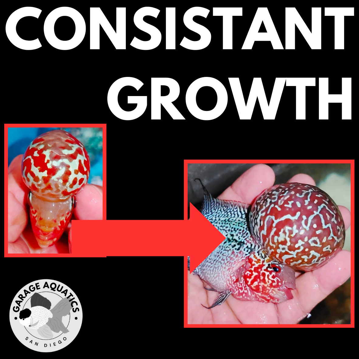 Flowerhorn Pellets – High-Protein & Color-Enhancing Fish Food