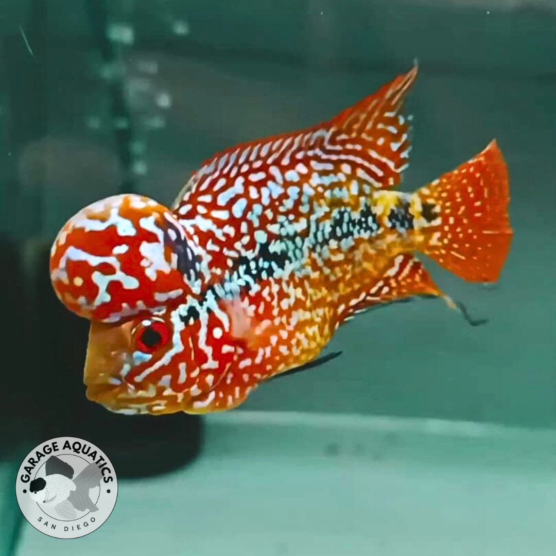 Live Freshwater Fish King Kamfa 2-Tone Goldenbase Flowerhorn Cichlid (VIP/High Grade) (Our Choice)